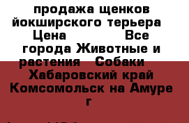 продажа щенков йокширского терьера › Цена ­ 25 000 - Все города Животные и растения » Собаки   . Хабаровский край,Комсомольск-на-Амуре г.
